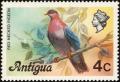 Colnect-1342-306-Scaly-naped-Pigeon-Patagioenas-squamosa.jpg