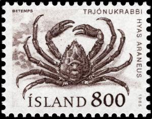 Colnect-4549-670-Great-Spider-Crab-Hyas-araneus.jpg