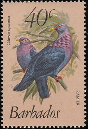 Colnect-863-972-Scaly-naped-Pigeon-Patagioenas-squamosa.jpg