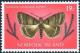 Colnect-2132-711-Litter-Moth-Simplicia-caeneusalis-ssp-buffetti.jpg