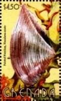 Colnect-6020-986-Pointed-nut-clam.jpg