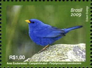 Colnect-450-161-Blue-Finch-Porphyrospiza-caerulescens.jpg