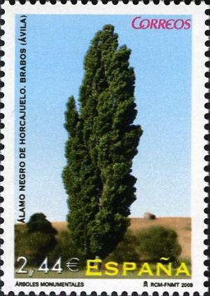 Colnect-572-820-Black-poplar-Populus-nigra.jpg