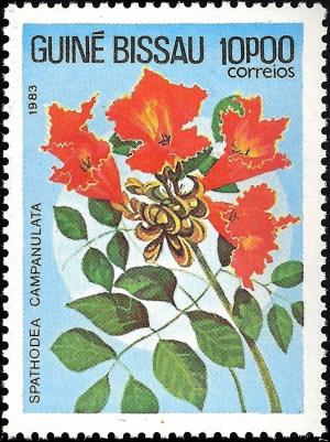 Colnect-1167-356-African-tuliptree-Spathodea-campanulata.jpg