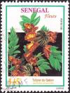 Colnect-2569-129-African-Tulip-Tree-Spathodea-campanulata.jpg