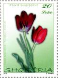 Colnect-3455-032-Tulip-Tulipa-kosovarica.jpg