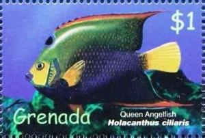Colnect-4611-721-Queen-angelfish.jpg