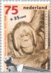 Colnect-176-993-Bornean-orangutan-Pongo-pygmaeus.jpg