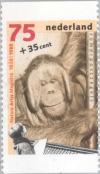 Colnect-176-996-Bornean-orangutan-Pongo-pygmaeus.jpg