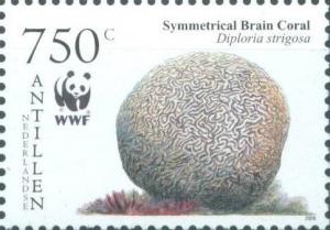Colnect-966-946-Symmetrical-Brain-Coral-Diploria-strigosa.jpg