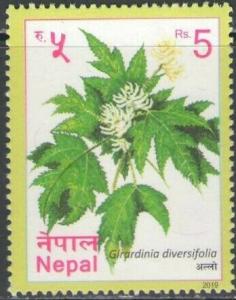 Colnect-6521-153-Girardinia-diversifolia.jpg