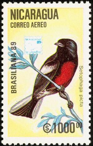 Colnect-1624-525-Painted-Whitestart-bird---Myioborus-pictus-Setophaga-picta.jpg