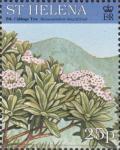Colnect-4456-444-Black-cabbage-tree-Melanodendron-integrifolium.jpg