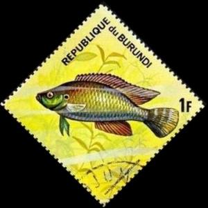Colnect-3259-521-Egyptian-Mouthbreeder-Haplochromis-multicolor.jpg