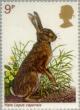 Colnect-122-064-Hare-Lepus-capensis.jpg
