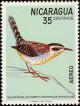 Colnect-1625-994-Rufous-naped-Wren-Campylorhynchus-rufinucha.jpg