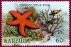 Colnect-1302-406-Red-Thorny-Starfish-Echinaster-echinophorus.jpg