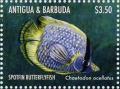 Colnect-5219-331-Spotfin-Butterflyfish-Chaetodon-ocellatus.jpg