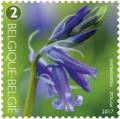 Colnect-3898-926-Flowering-common-bluebell.jpg