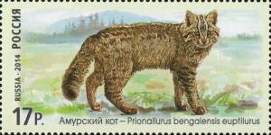 Colnect-2240-155-Amur-Leopard-Cat-Prionailurus-bengalensis-euptilurus.jpg