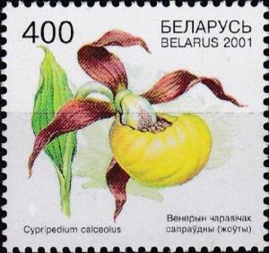 Colnect-2506-198-Cypripedium-calceolus.jpg