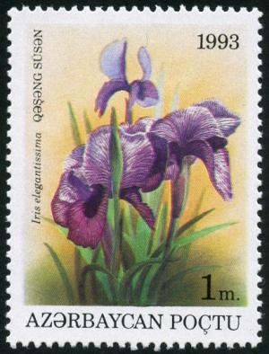 Colnect-4879-795-Iris-elegantissima.jpg