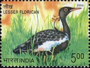 Colnect-542-571-Lesser-Florican-Sypheotides-indicus.jpg