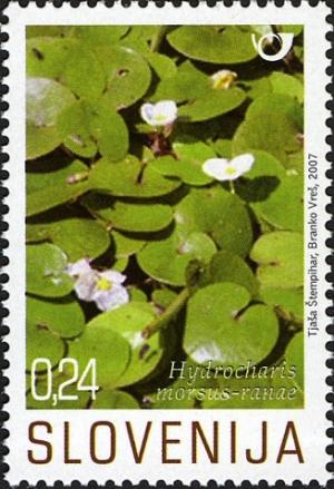 Colnect-715-074-Flowering-Aquatic-Plants.jpg