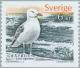 Colnect-164-992-European-Herring-Gull-Larus-argentatus.jpg