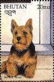 Colnect-3377-316-Norwich-Terrier-Canis-lupus-familiaris.jpg