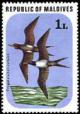 Colnect-844-984-Lesser-Mascarene-Frigatebird-Fregata-ariel-iredalei.jpg