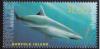 Colnect-5531-774-Bronze-Shark-Carcharhinus-brachyurus.jpg