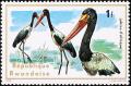 Colnect-1780-791-Saddle-billed-Stork-Ephippiorhynchus-senegalensis.jpg