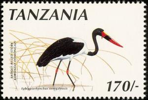 Colnect-1502-537-Saddle-billed-Stork-Ephippiorhynchus-senegalensis.jpg