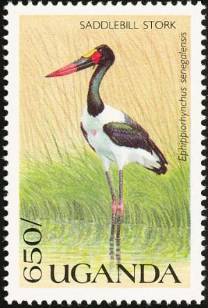 Colnect-1715-773-Saddle-billed-Stork-Ephippiorhynchus-senegalensis.jpg