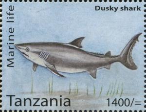 Colnect-3055-696-Dusky-Shark-Carcharhinus-obscurus.jpg