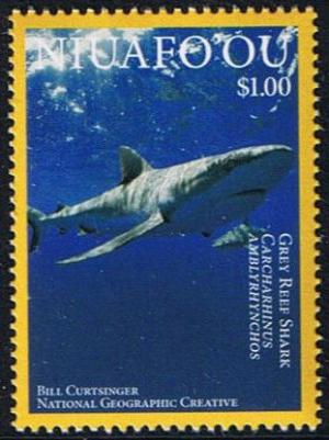 Colnect-4340-890-Grey-Reef-Shark-Carcharhinus-amblyrhinchos.jpg