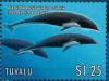 Colnect-6297-704-Northern-Right-Whale-Dolphin.jpg