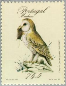 Colnect-186-323-Madeira-Barn-Owl-Tyto-alba-schmitzi.jpg