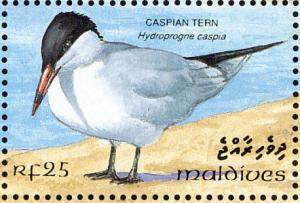 Colnect-1428-111-Caspian-Tern-Hydroprogne-tschegrava.jpg