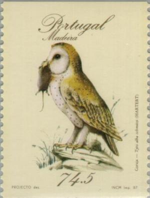 Colnect-186-328-Madeira-Barn-Owl-Tyto-alba-schmitzi.jpg