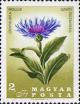 Colnect-456-625-Mountain-Cornflower-Centaurea-mollis.jpg