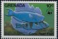 Colnect-1252-644-Blue-Parrotfish-Scarus-coeruleus.jpg