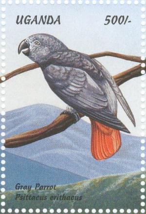 Colnect-1715-785-Grey-Parrot-Psittacus-erithacus.jpg