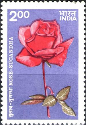 Colnect-2057-101-Roses--Sugandha.jpg