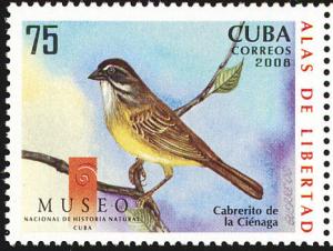 Colnect-2138-478-Cuban-Sparrow-Torreornis-inexpectata.jpg