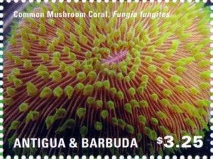 Colnect-3013-001-Common-Mushroom-Coral-Fungia-fungites.jpg