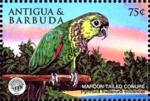 Colnect-4105-310-Maroon-tailed-conure.jpg