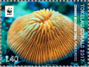 Colnect-4337-260-Common-mushroom-coral-Funcia-funcites.jpg