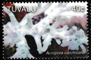 Colnect-6248-431-Acropora-caroliniana.jpg